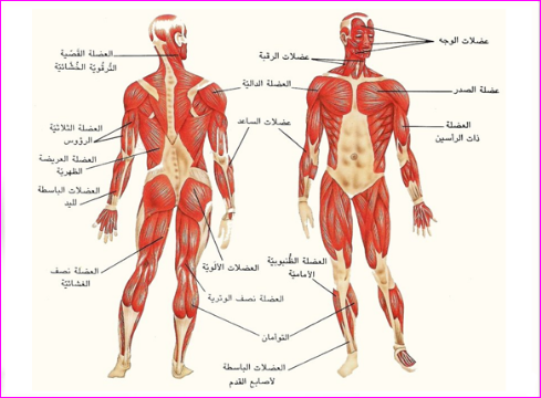 دراسات مذهلة ومنوعة عن جسم الإنسان نجوم سورية