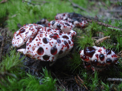 kolczakówka piekąca Hydnellum peckii