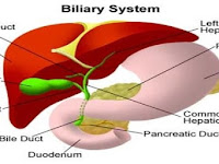 Penyebab Penyakit Liver Dan Tanda Tanda Gejalanya