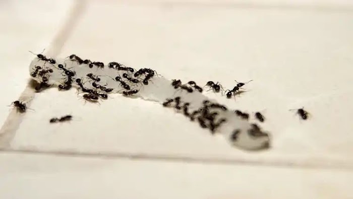 Black and Red Ants Indications : घर में गर्मियों में दिख रहीं लाल या काली चीटी , तो हों जाएं सावधान बर्बादी और विवाद का देती हैं संकट 