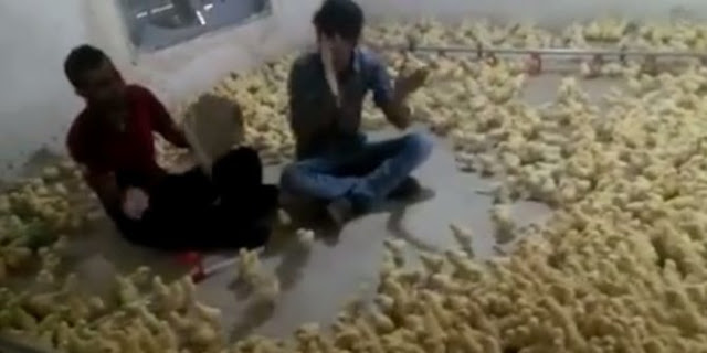 sakuratotoberitaterbaru.blogspot.com-Video, Luar Biasa Benyanyi Memanggil Puluhan Ribu Anak Ayam