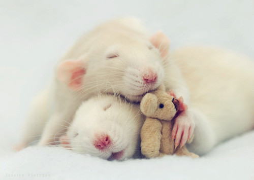 Cute Mouse Animal Pictures