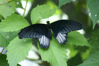 Papilio lowii - Papilio lowi 