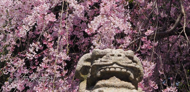 乃木神社＆乃木公園の桜