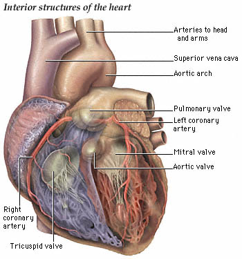 physiology of heart. pain of a heart attack