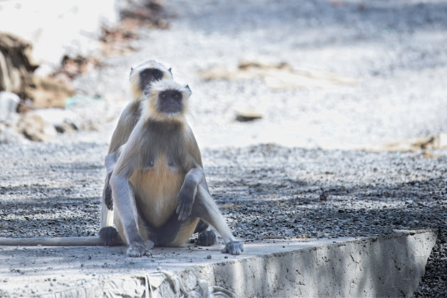 Northern Plains Gray Langur (Semnopithecus entellus) लंगूर, हनुमान लंगूर Jabalpur, M.P., India April 2025