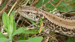 Lacerta agilis argus female DSC44721