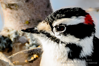 Male Downy Woodpecker with red flash; photo © Shelley Banks, all rights reserved