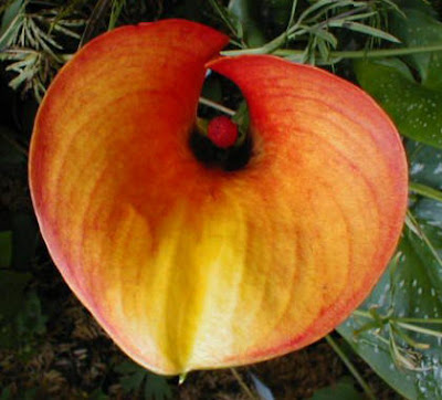 Calla Firelight