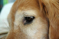 Dog Eye Antibiotic1