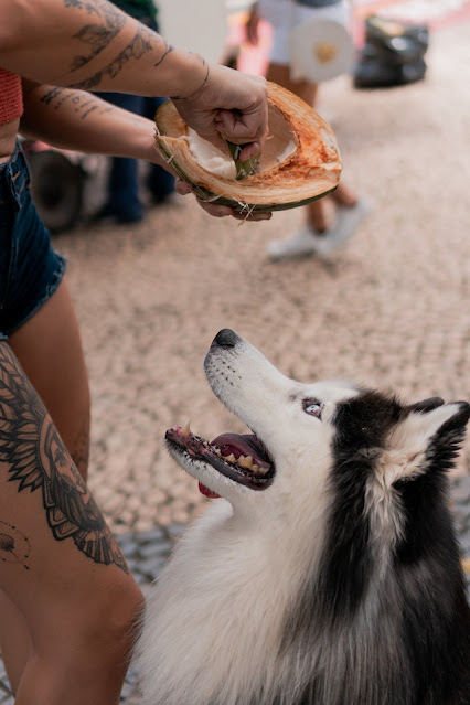 Cão sendo alimentado com coco