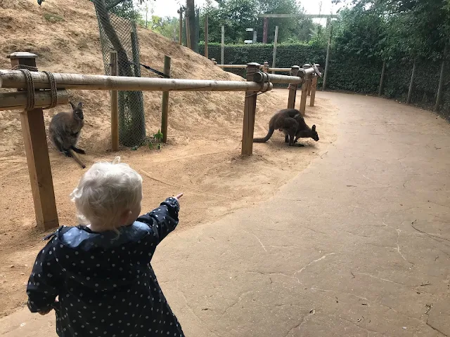 A toddler pointing at a wallaby visiting Colchester zoo