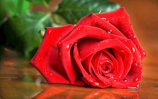 fotografia de rosa roja con gotas de rocio