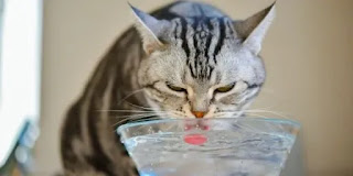 Cómo animar a tu gato a beber más agua durante el verano