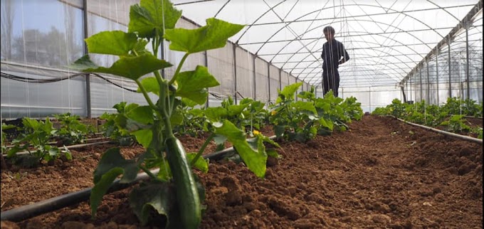 Konyalı çiftçilere hibe destekli sebze serası