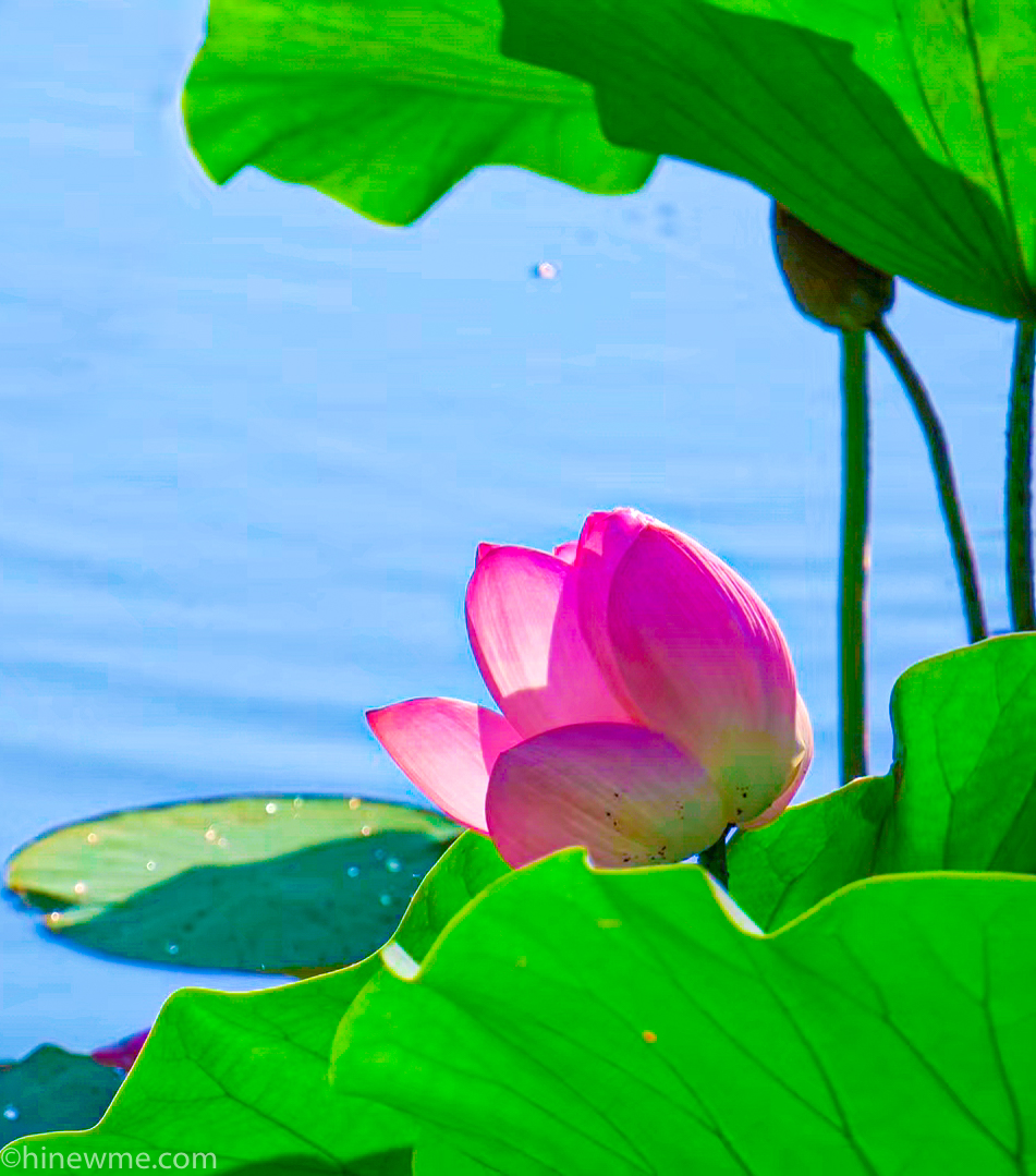 26+ Lotus flower photograph, and 6 tips