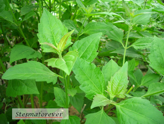 LI NA HERBS: POKOK KAPAL TERBANG