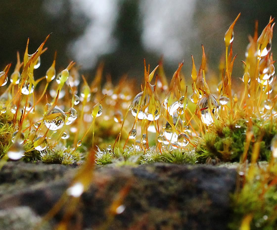 Droplets of rain on moss