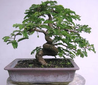 Pohon Asam Jawa - Klasifikasi tamarindus indica, tamarindus indica l, tamarindus indica asam merupakan tumbuhan yang termasuk dalam famili, tamarindus indica seed, tamarindus indica familia, tamarindus indica flower, tamarindus indica bonsai, tamarindus indica medicinal uses - 29 Jenis Tanaman yang Sering Dijadikan Penghias Taman