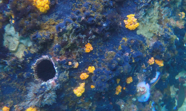 Snorkel en Kicker Rock o León dormido, Islas Galápagos