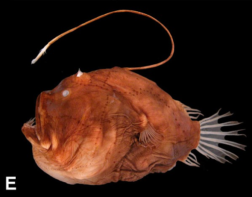 the deep-sea Anglerfish