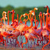 Cierran preventivamente el Santuario de Fauna y Flora Los Flamingos