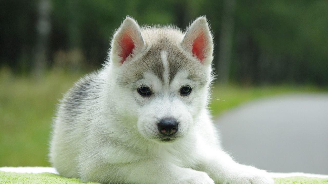 Wallpaper Puppy Husky Down Cute