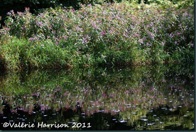 7-reflected-balsam