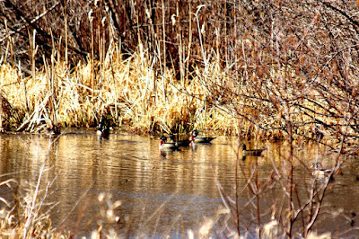 early Spring, wood ducks
