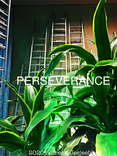 Perseverance word across plants in front of ladder with words on it