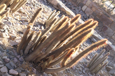 cactus del norte argentino