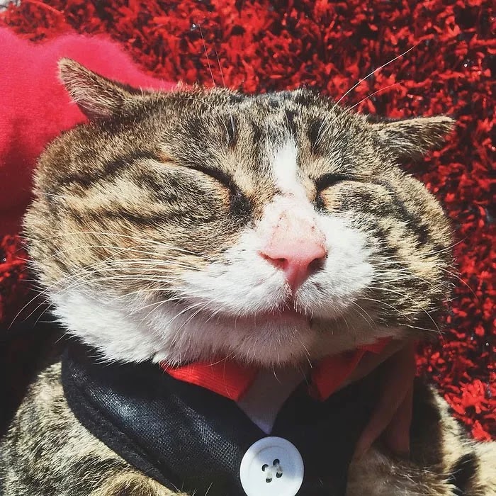 Hilarious Pictures Of An Adorably Dramatic Cat