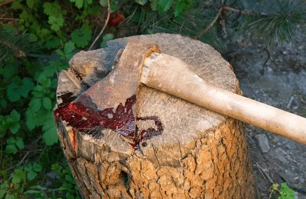 Gauhati High Court Dismisses PIL on Construction and Felling of 100-Year-Old Trees