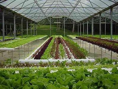 The Aquaculturists: Continental Organics to build a 900,00 ...