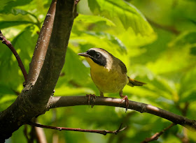 Common Yellowthroat