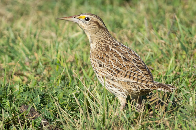 Western Meadowlark, Hagerman National Wildlife Refuge