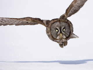 Hunting Great Gray Owl Wallpapers