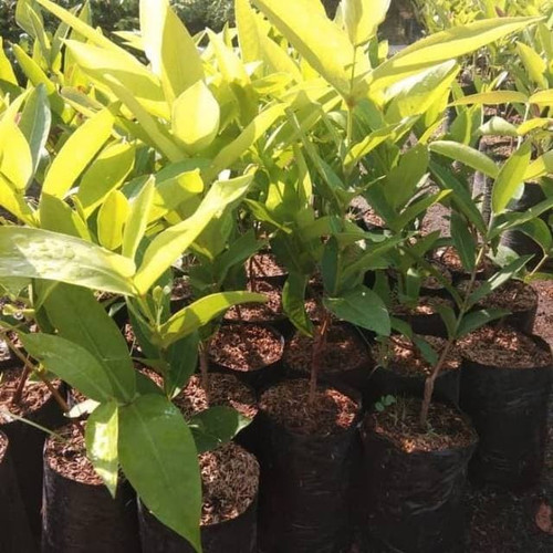 Bibit Jambu Dalhari Tutur