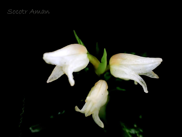 Goodyera foliosa