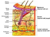 Beberapa Fungsi Bagian Kulit