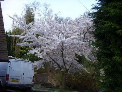 Cherry, Prunus yedoensis