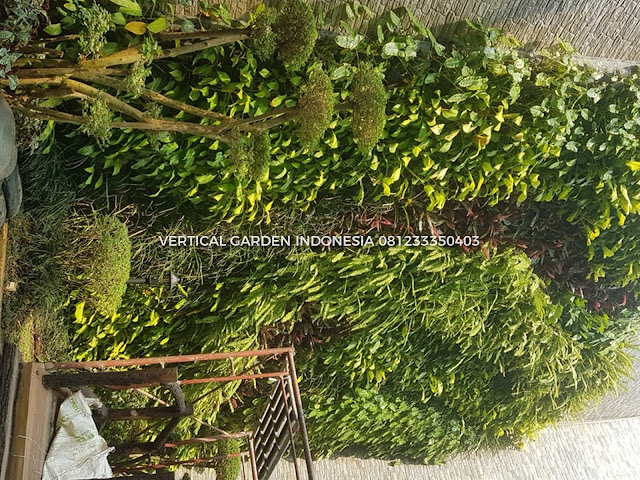 VERTICAL GARDEN INDONESIA SPESIALIS JASA PEMBUATAN VERTICAL GARDEN DI KELAPA GADING DAN DI SELURUH WILAYAH KELAPA GADING DENGAN TENAGA YANG PROFESIONAL DAN DAPAT DI PERCAYA YANG SELALU MENGUTAMAKAN SEBUAH MUTU DAN KUALITAS PEMASANGAN VERTICAL GARDEN/TAMAN DINDING, JASA TUKANG TAMAN VERTICAL KELAPA GADING, JASA VERTICAL GARDEN KELAPA GADING