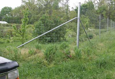 DEER EXCLUSION FENCING EXPERIMENT - CACAPON INSTITUTE