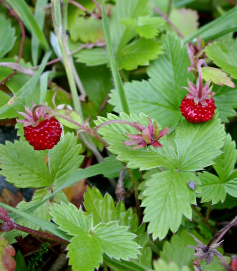 Fresa de los bosques, Fresal, Frutilla, Amarrubia, Anube, Arrugui, Fragaria, Guind?n, Magueta, Meru?ndano, Metra Nombre com?n o vulgar: Fresa de los bosques, Fresal, Frutilla, Amarrubia, Anube, Arrugui, Fragaria, Guind?n, Magueta, Meru?ndano, Metra Nombre cient?fico o latino: Fragaria vesca Planta vivaz que a?o tras a?o nos deleita con su agradable fruto, que aparece una vez entrada la primavera. Planta portadora de una roseta de hojas y de largos esdones radicantes. La fresa es una fruta que contiene mucho jugo, contiene 90% de agua, de celulosa, de hierro, de vitaminas B, C, E, K, A y PP, sodio, silicio, calcio y azufre, magnesio, potasio, cloro, y aporta solamente 40 calorias por 100 gramos de fruta. Las tisanas, hechas con hojas frescas, constituyen una bebida reconstituyente para personas an?micas y nerviosas. Tambi?n son eficaces en inflamaciones intestinales y en las diarreas. Las hojas fermentadas son un suced?neo del t? y aperitivas. Son tambi?n eficaces para combatir los c?lculos renales. Las hojas de las fresas cultivadas no tienen propiedades medicinales. La Fresa aumenta las defensas del organismo. Ayuda a luchar contra las bacterias y es diuretica. EL jarabe de fresa ayuda a eliminar los calculos biliares. En uso externo (en mascarilla aplastadas sobre la cara) las fresas son utiles contra los problemas de la piel, las arrugas y la insolaci?n. De echo, se puede recomendar el consumo de fresas en los casos siguientes. Diabetis, gota, reumatismo, hipertensi?n arterial, constipaci?n, anemia, arterioesclerosis. Cuidado: ciertas personas son alergicas a las fresas y pueden sufrir de urticaria. No se recomienda dar a comer a los ni?os de menos de 12 meses y a personas que sufren de alergias de la piel. Usos tradicionales: Diarreas, enterocolitis, infecciones urinarias, prevencion de litiasis urinarias, hepatitis, catarros de las v?as respiratorias, hiperuricemia, gota, hipertensi?n arterial, edemas, sobrepeso acompa?ado de retenci?n de l?quidos, anemia, etc. En uso t?pico: Heridas y ulceraciones d?rmicas, estomatitis, faringitis, blefaritis, conjuntivitis, eccema, prurito y vulvovaginitis.