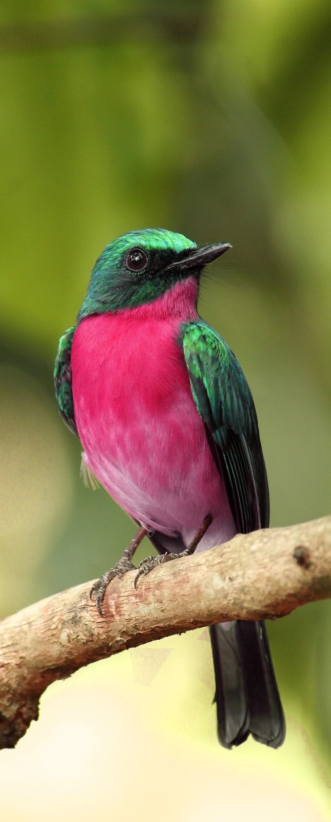 A beautiful and colorful bird.