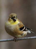 Wild Finch Birds