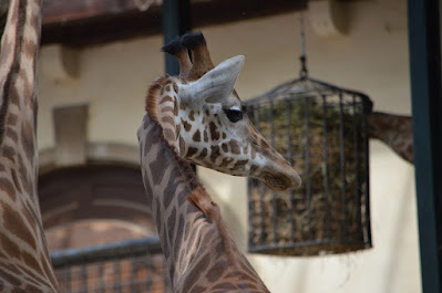 Giraffe in an indoor zoo enclosure