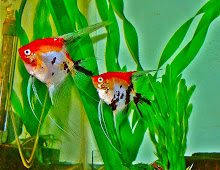 Ikan Blushing Angel