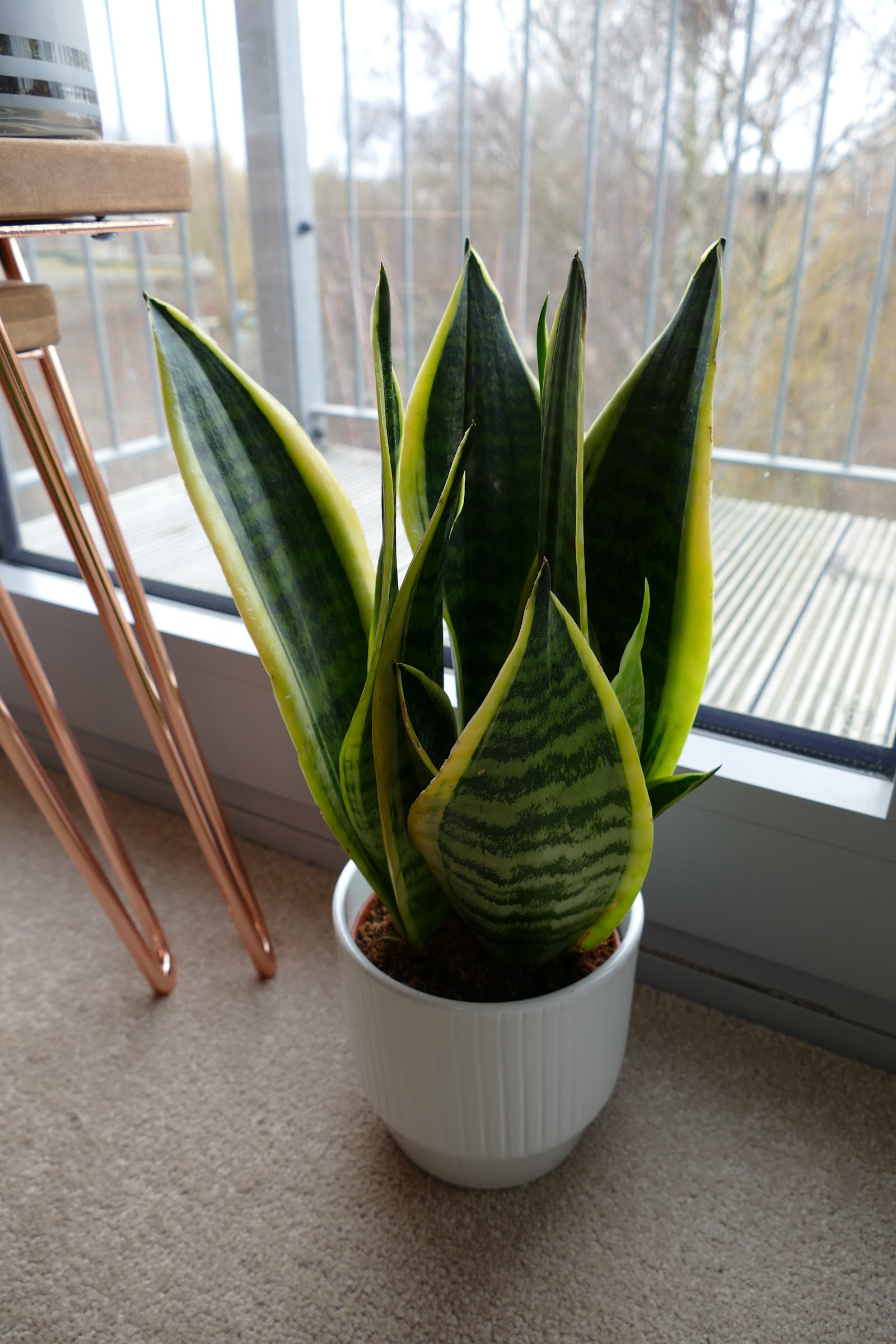 My Favourite Plant For Studio Homes - Plants by Post Review 