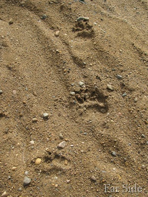 Three Tracks May 23